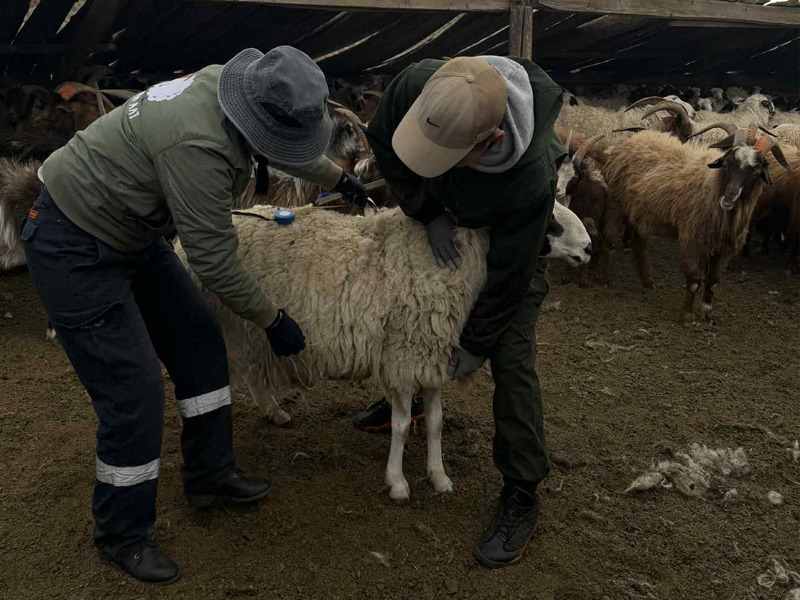 Сайнцагаан омгийн хонинд үзлэг ангилалтын ажил хийлээ